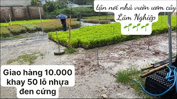Giao hàng 10.000 khay bầu ươm 50 lỗ nhựa đen cứng.Tận nơi cho nhà vườn ươm cây Lâm Nghiệp 0869593886