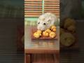 Making🥐Croissant🥐for Hamster｜Hamster Kitchen #hamstereating #croissant #miniature