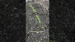 Skirret seed germination #selfsufficiency #gardening #garden #farming