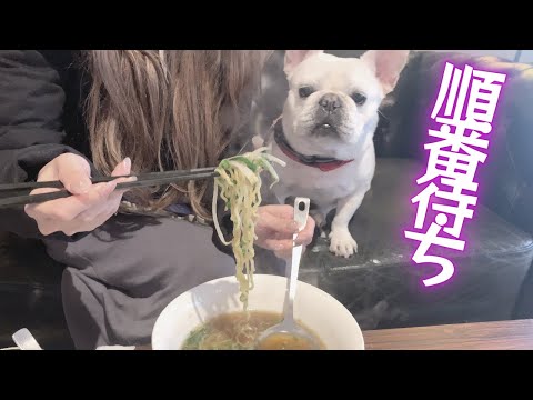 次のひと口を貰えると信じて待っている愛犬が可愛すぎたw【フレンチブルドッグ frenchbulldog】