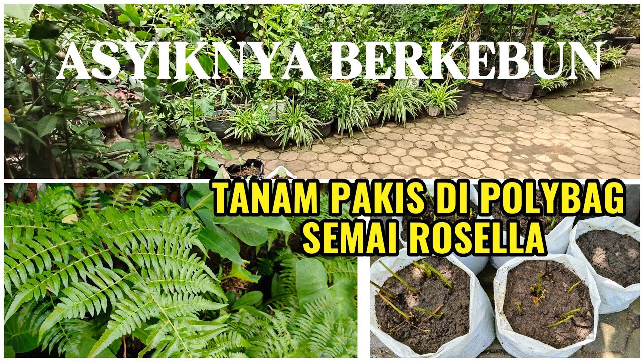 Menanam Pakis Di Polybag, Semai Rosella Merah #video #petanirumahan3 #pakistani 