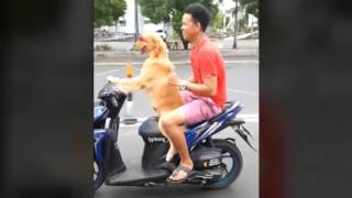 Собака за рулем скутера|Dog Drives A Motorcycle Around The City Собака за рулем скутера|Dog Drives A Motorcycle Around The City