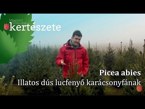 Videó: Mennyit terem évente egy kék lucfenyő?