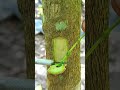 simple grafting🌱 #grafting #bonsai #plantslover