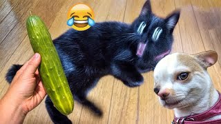 Funniest 2024Cats and  Cucumbers  Awesome Funny Pet Videos Part 6