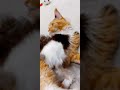 Магическая кошка, волшебный мейн кун, кошка таро, гадание по кошке, кошка красотка