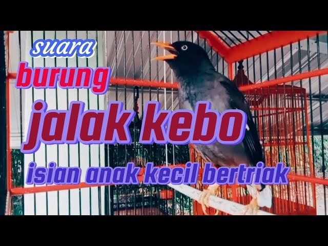 suara burung jalak kebo bertriak kaya anak kecil class=