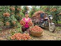 Rewind Timelapse: Use 3-Wheel Truck to Harvest Lots of Red Rambai to Sell at Village Market