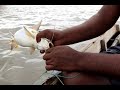 Cat fish|ভোলা মাছ | সুন্দরবন। Adventurous fishing in Sundarban l Amazing fishing  | JIBON O JIBIKA |