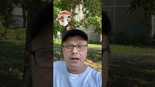 Красный мухомор #микродозингмухомора