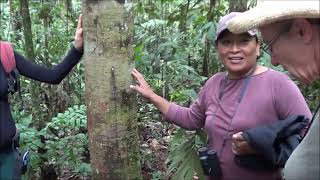 Amazon Jungle in Ecuador 2