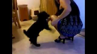 Sapık Köpek Kadına Bakın Ne Yaptı ? :) / Psycho Dog Is Doing What ? :) Sapık Köpek Kadına Bakın Ne Yaptı ? :) / Psycho Dog Is Doing What ? :)