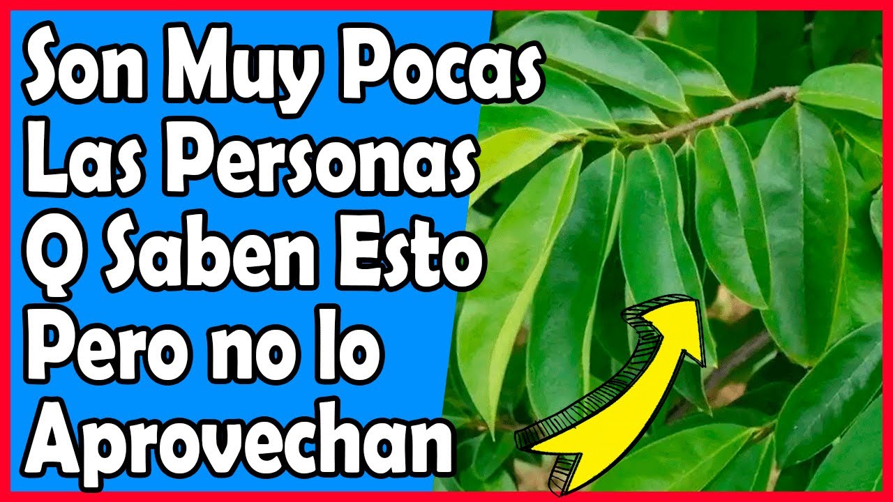 10 Beneficios de las Hojas de Guanábana que Pocos conocen YouTube