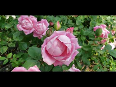 Madame Caroline Testout Antique Tea Roses ~ A Glorious Pink Rose That ...