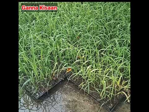 Sugarcane Nursery / Ganna Kisaan