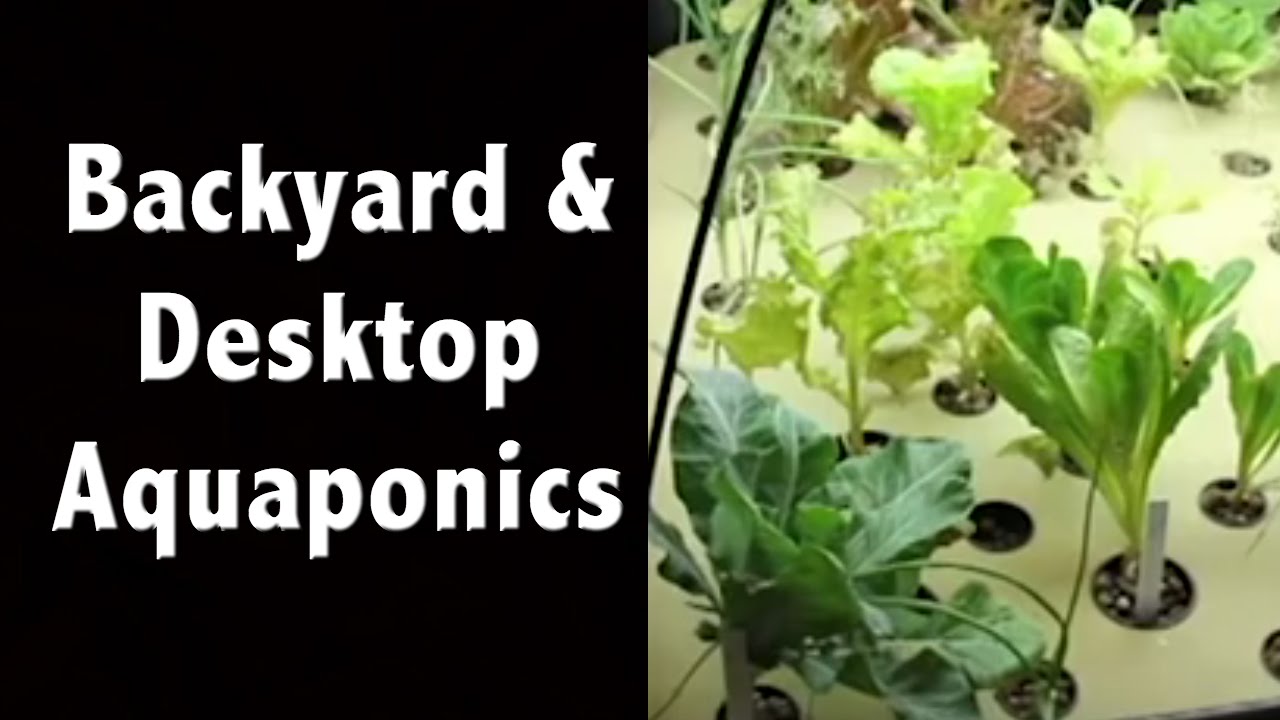DYI Backyard Aquaponics, Desktop and Home Systems - YouTube