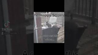 The Happy Squirrel - Nest Building Materials