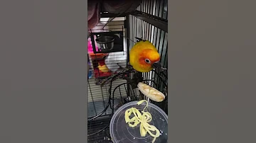Julie Eating Noodles Sunconure Birds Sunbird Julie Parrot Cute Petparrot Loveparrots 