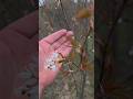 Pleasant surprise in the Orchard #maine #fruit #forest #botany #nature #tree #trees #farm #farming