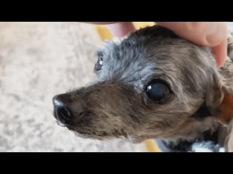 Video: „Doggie Hospice“suteikia benamiams vyresniesiems šunims nuostabią vietą praleisti savo dienas