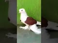 Ironion tumbler pigeon fancypigeon pigeon trending 