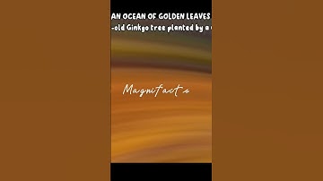 An ocean of golden leaves: 1,400-year-old Ginkgo tree planted by a Chinese emperor