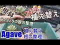 【植え替え】アガベ ティタノタ（チタノタ）の植え替え。根の整理から植え付けまで【Agave】