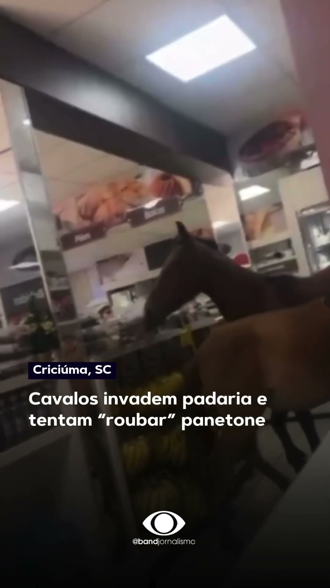 Cavalos invadem padaria e tentam “roubar” panetone em Santa Catarina #shorts