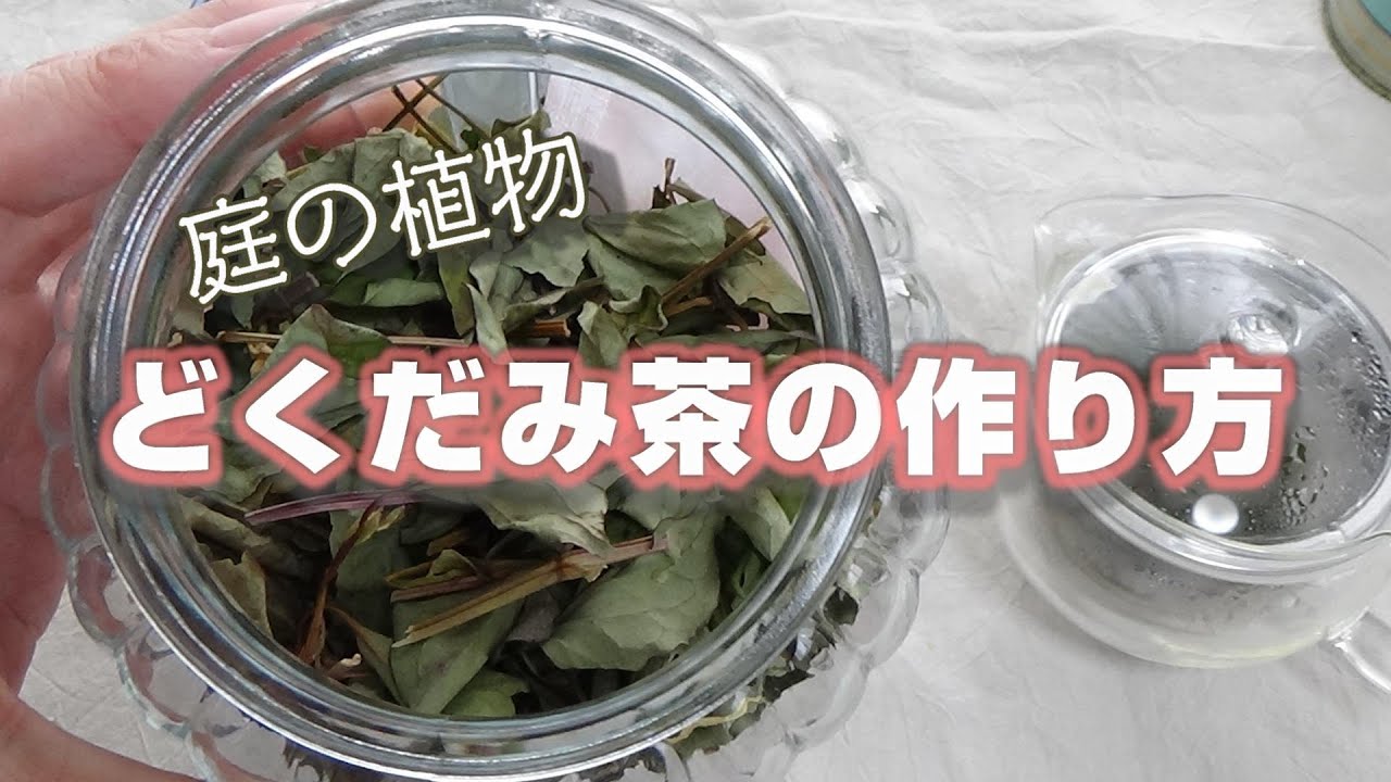 どくだみチンキの使い方 どくだみ化粧水 どくだみ虫よけ どくだみ虫刺され かゆみ止め Youtube