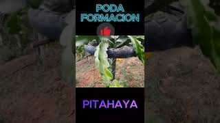 short  Poda De Formacion En Pitahaya  agronomia  fruit