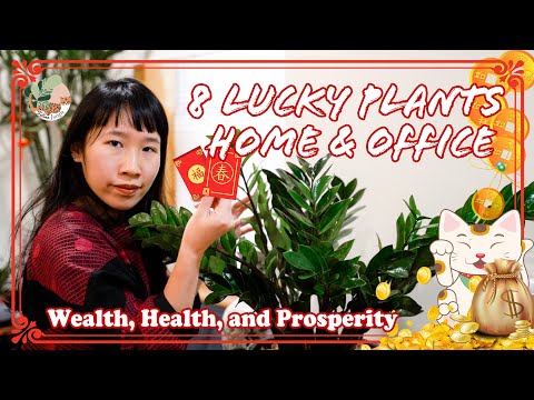 8 Lucky Plants for Home u0026 Workplace (Feng Shui : Health, Wealth u0026 Prosperity)