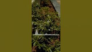 GOOD MORNING EVERYONE - SECEPAT MUNGKIN ( AUDIO SPECTRUM ) STORY WA