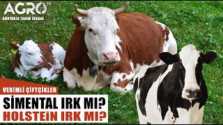 Simental Irkı MI Holstein Irkı Mı? Hangisi Daha Verimli? | Verimli Çiftlikler