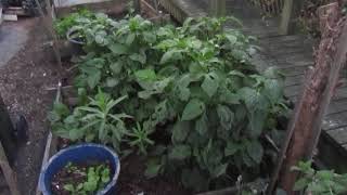 Video Thumbnail for Garden MVI