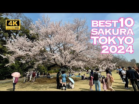 [4K] Best 10 Cherry Blossoms in TOKYO 2024🇯🇵🌸 Japan Sakura