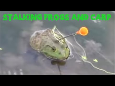 STALKING FROGS AND CARP {CLOSE UP FROG HITS} 