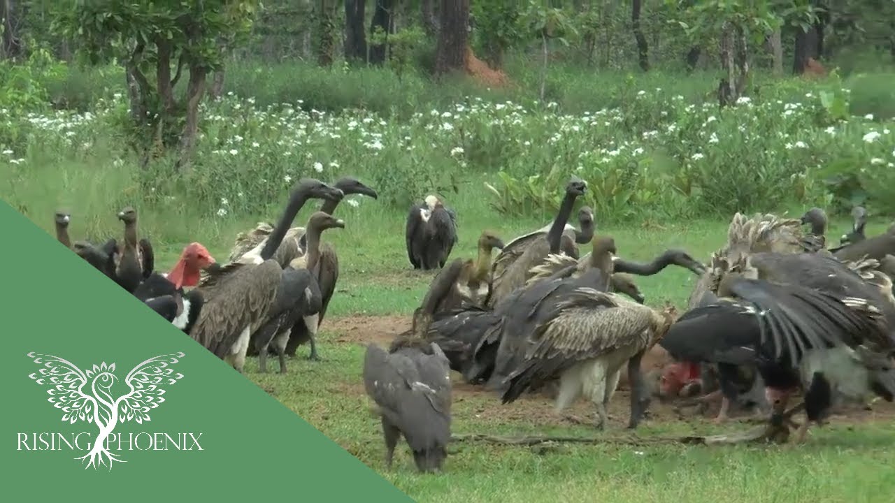 Vultures: Masters of the Sky (Khmer Version)