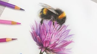 How To Draw a BEE and Flower in COLORED PENCIL