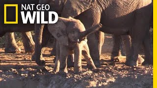 Why Is This Baby Elephant Swinging Its Trunk Like a Helicopter? | Nat Geo Wild