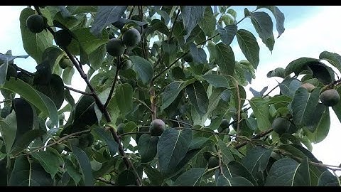 Orchard establishment Introduction