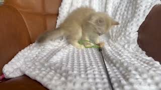 Sweet RagaMuffin girl by Velvet RagaMuffin Kittens 51 views 3 months ago 1 minute, 16 seconds