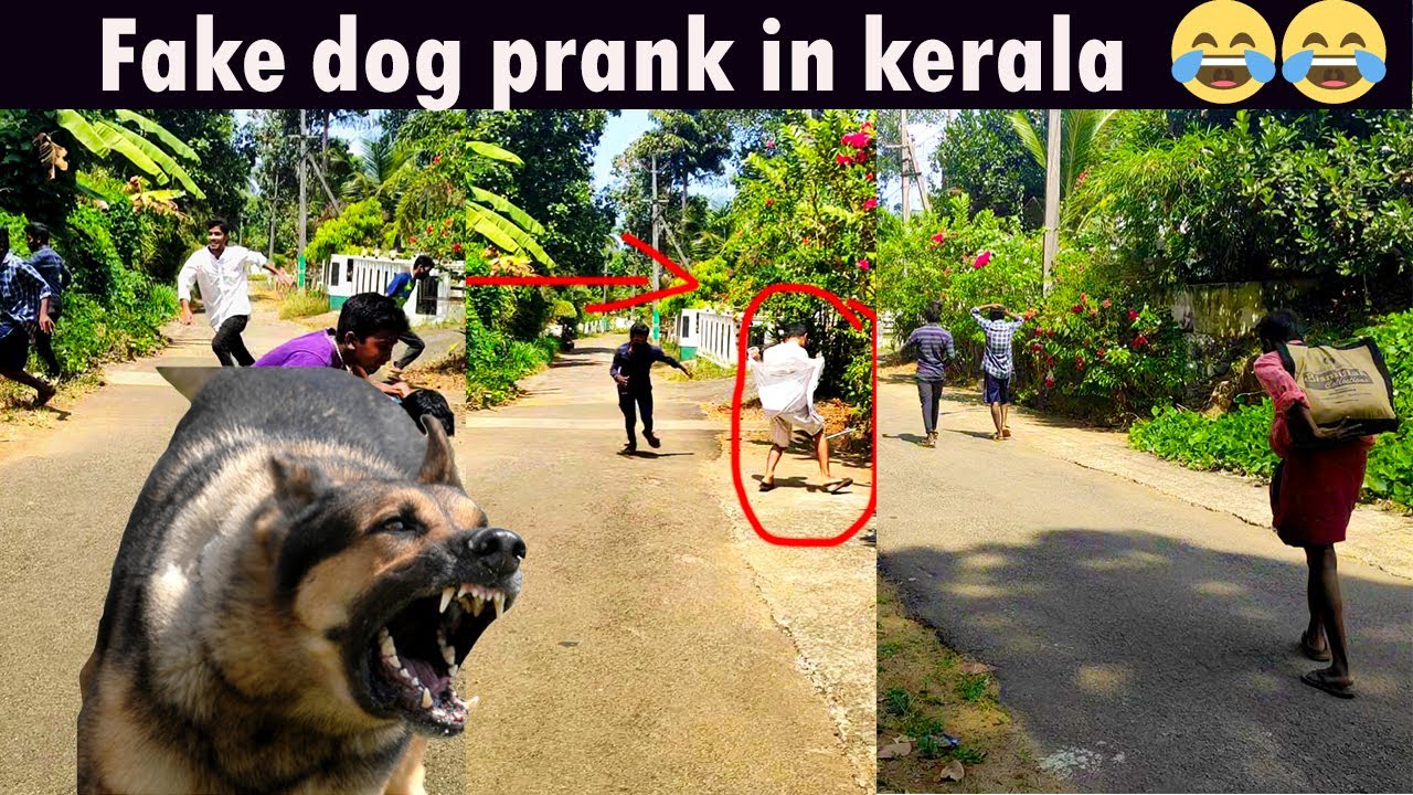 dog prank videos dog prank videos