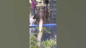 Sơ chế củ cải đường