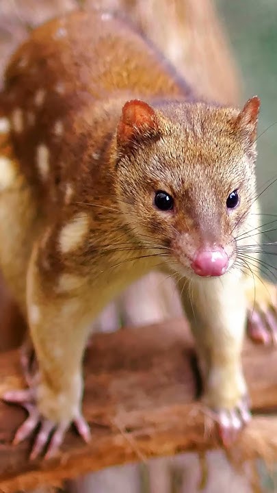 Сумчатая кошка, у которой невероятно мощные челюсти! Исполинская куница ...