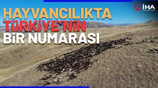 Meralarda Beslenen Hayvanların Eşsiz Görüntüsü