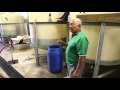 Niue fabrication du jus de noni  niue make a noni juice