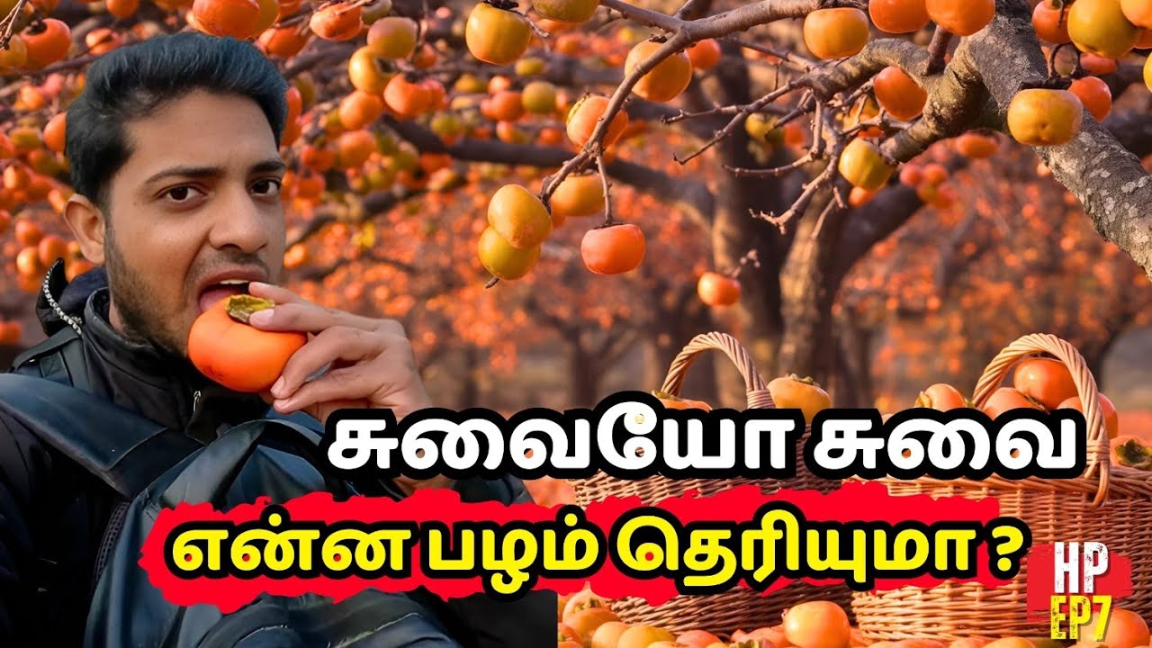 சுவையோ சுவை இது என்ன பழம் என்று தெரிகிறதா?கிராமம் முழுவதும் தோட்டங்கள் உள்ளது#travel#himachalpradesh