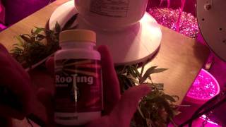 How to clone marijuana