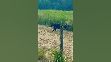 Mama Bear attacks dumb humans!! #nature #wildlife #animals #deer #bowhunting #deerseason #funny