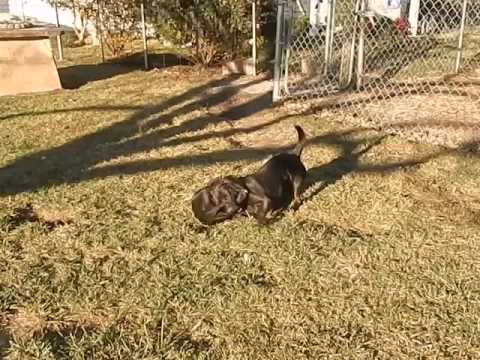 Video of adoptable pet named Bella B Brooks